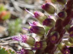 Lachenalia violacea