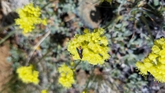 Synanthedon polygoni