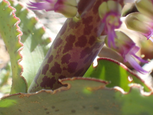 Image of Lachenalia violacea by (c) Mahomed Desai, some rights reserved (CC BY)