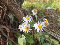 Aster microcephalus ovatus