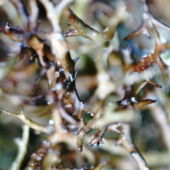 Cetraria muricata
