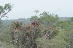 Aloe ferox
