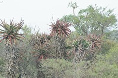 Aloe ferox