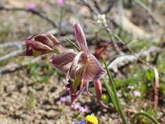 Gladiolus ceresianus