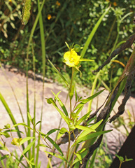 Ludwigia alternifolia