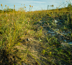 Cyperus × mesochorus