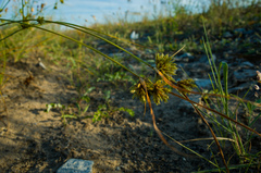 Cyperus × mesochorus