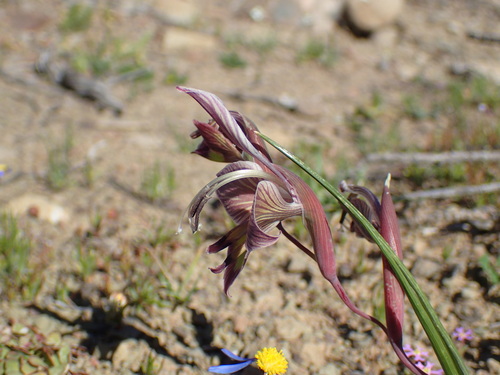 Image of Gladiolus ceresianus by (c) Mahomed Desai, some rights reserved (CC BY)