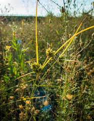 Cyperus × mesochorus