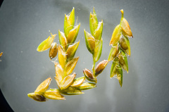 Cyperus × mesochorus