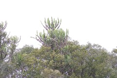 Euphorbia triangularis