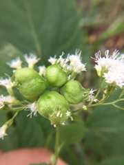 Schizomyia eupatoriflorae