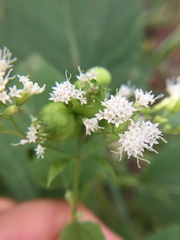 Schizomyia eupatoriflorae