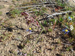 Gladiolus ceresianus