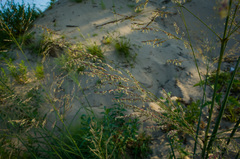 Sporobolus rigidus magnus