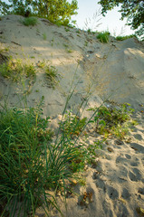 Sporobolus rigidus magnus