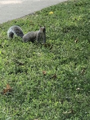 Sciurus carolinensis