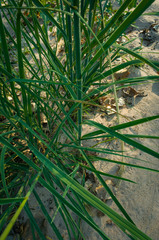 Sporobolus rigidus magnus