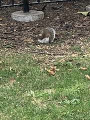 Sciurus carolinensis