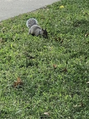 Sciurus carolinensis