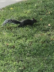 Sciurus carolinensis