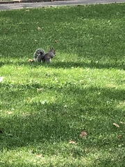 Sciurus carolinensis