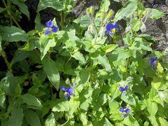 Tinantia erecta