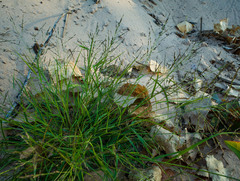 Eragrostis pectinacea pectinacea
