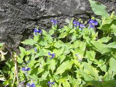Tinantia erecta