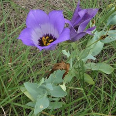 Eustoma russellianum