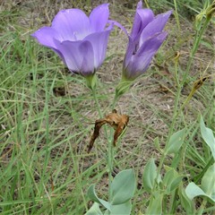 Eustoma russellianum