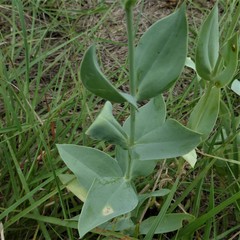 Eustoma russellianum