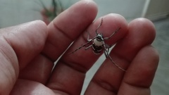 Megacyllene antennata