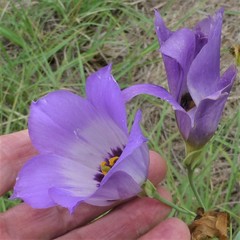 Eustoma russellianum