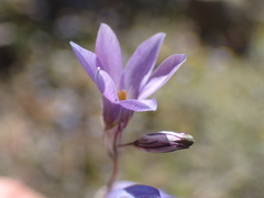 Ixia sobolifera sobolifera