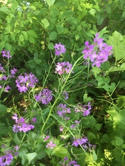 Hesperis matronalis