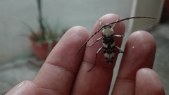 Megacyllene antennata