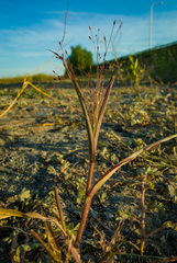 Panicum philadelphicum