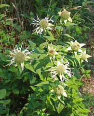Monarda clinopodia