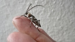 Megacyllene antennata