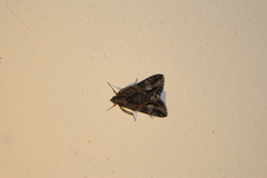 Melipotis jucunda