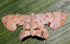 Dysaethria fulvihamata