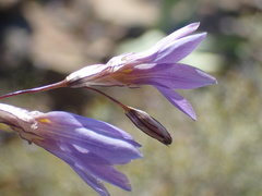 Ixia sobolifera sobolifera
