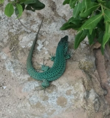 Podarcis pityusensis