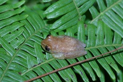 Heterixalus betsileo