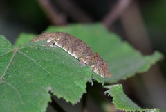 Calumma nasutum
