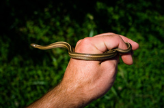 Thamnophis brachystoma
