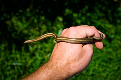 Thamnophis brachystoma