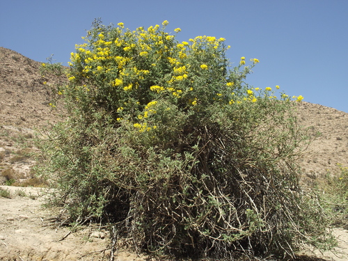 Solanum lycopersicoides, photograph 6