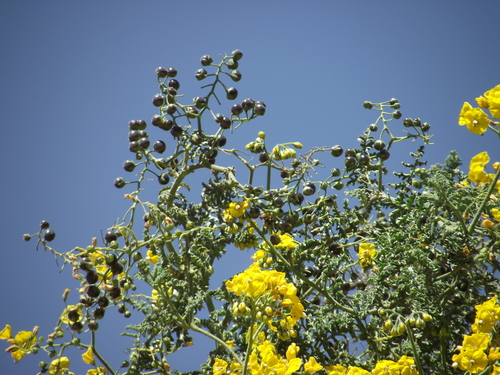 Solanum lycopersicoides, photograph 3